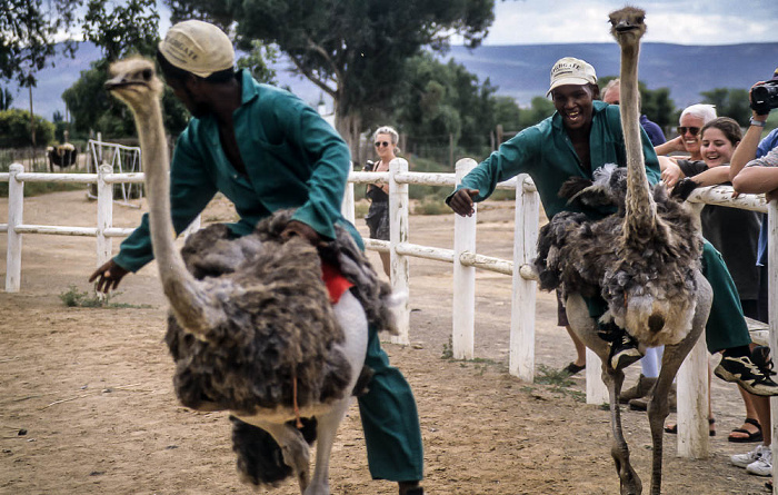 Highgate Farm: Straußenrennen Oudtshoorn