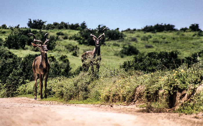 Große Kudus Addo-Elefanten-Nationalpark