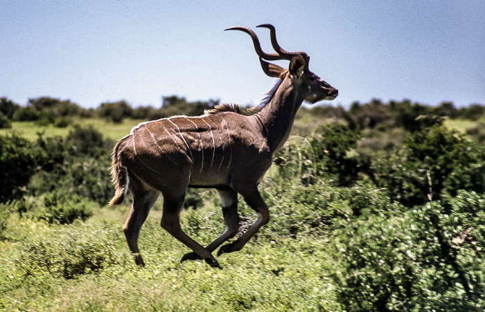 Addo-Elefanten-Nationalpark Elenantilope