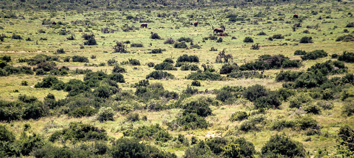 Im Hintergrund Elefanten Addo-Elefanten-Nationalpark