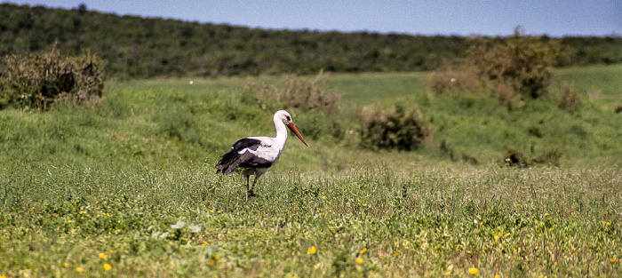 Addo-Elefanten-Nationalpark Storch