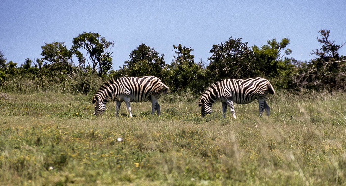 Addo-Elefanten-Nationalpark Zebras