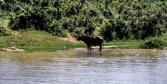 Kapbüffel Addo-Elefanten-Nationalpark