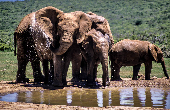 Addo-Elefanten-Nationalpark Elefantenfamilie am Wasserloch