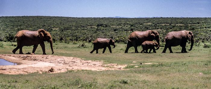 Addo-Elefanten-Nationalpark Elefantenfamilie
