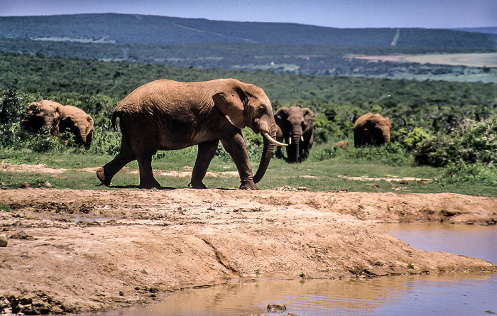 Elefanten Addo-Elefanten-Nationalpark