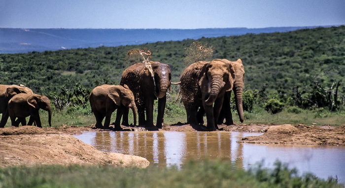 Addo-Elefanten-Nationalpark Elefantenfamilie am Wasserloch
