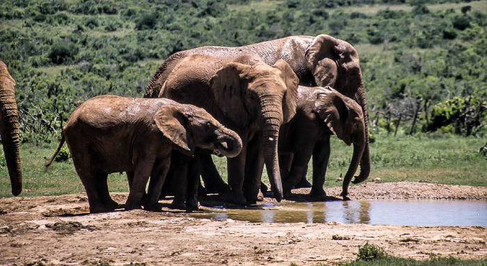 Addo-Elefanten-Nationalpark Elefantenfamilie am Wasserloch