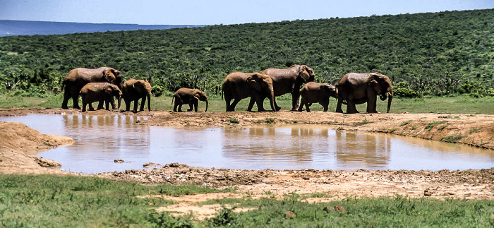 Elefantenfamilie am Wasserloch Addo-Elefanten-Nationalpark