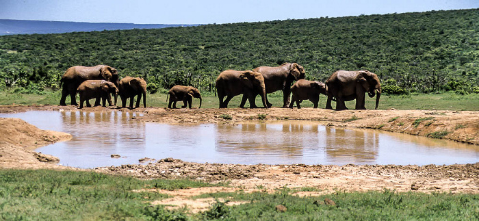 Addo-Elefanten-Nationalpark Elefantenfamilie am Wasserloch