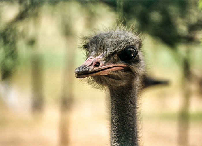 Oudtshoorn Highgate Farm: Strauß Highgate Ostrich Show Farm