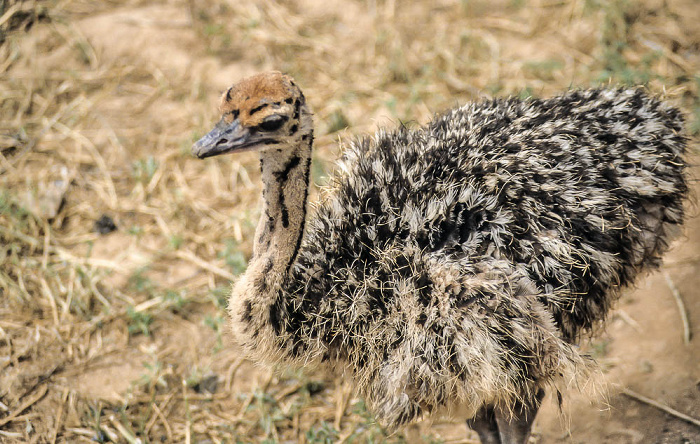 Highgate Farm: Strauß Oudtshoorn