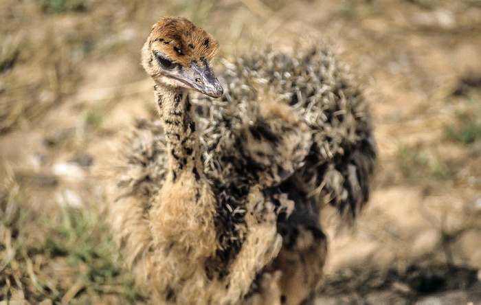 Oudtshoorn Highgate Farm: Strauß Highgate Ostrich Show Farm