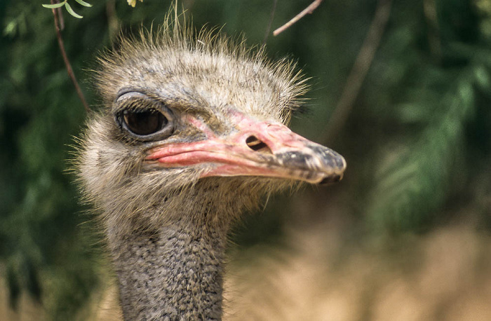 Oudtshoorn Highgate Farm: Strauß Highgate Ostrich Show Farm