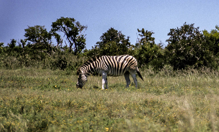 Addo-Elefanten-Nationalpark