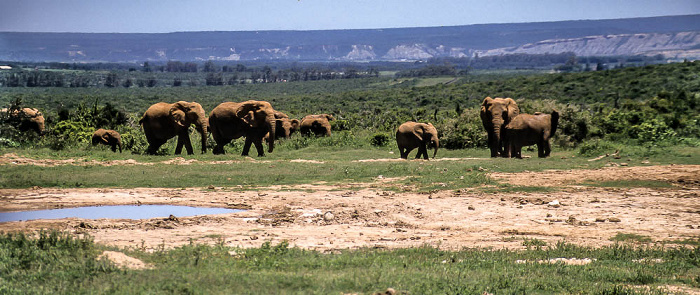 Addo-Elefanten-Nationalpark