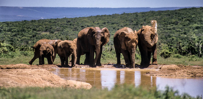 Addo-Elefanten-Nationalpark