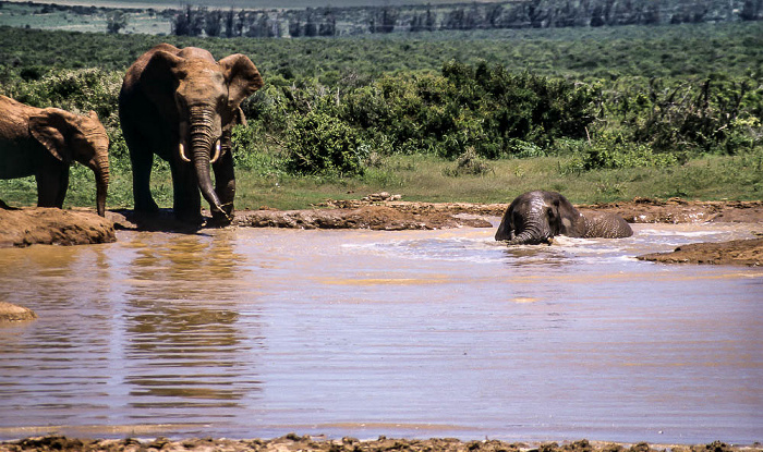 Addo-Elefanten-Nationalpark