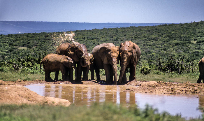 Addo-Elefanten-Nationalpark