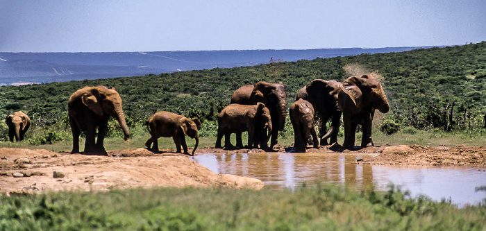 Addo-Elefanten-Nationalpark