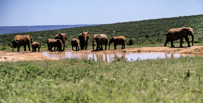 Addo-Elefanten-Nationalpark