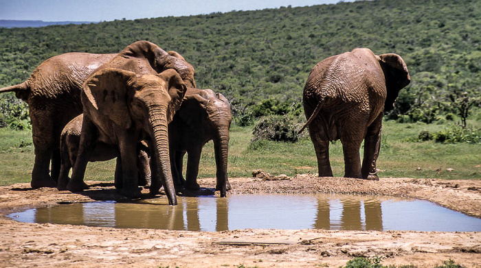 Addo-Elefanten-Nationalpark