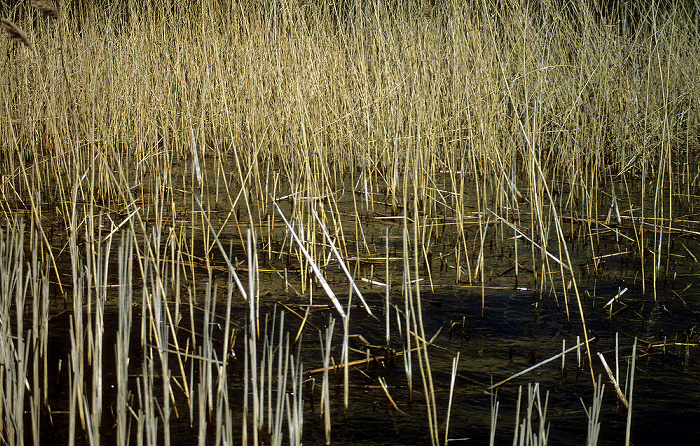 Schilf Behler See