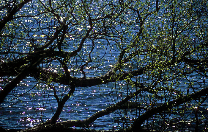 Baum über See Großer Plöner See