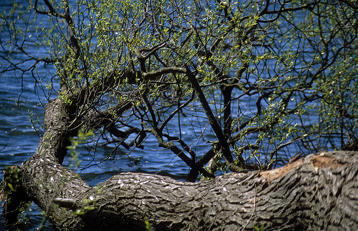 Großer Plöner See