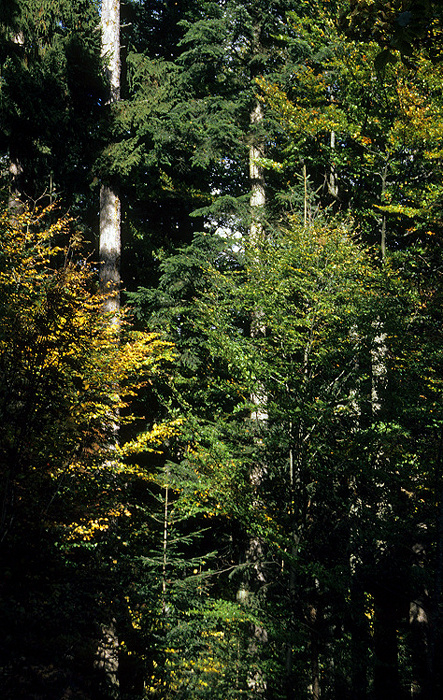 Nationalparkzentrum Lusen (Nationalpark Bayerischer Wald): Pflanzenfreigelände - Herbstlicher Wald Neuschönau