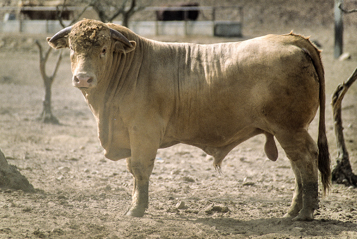 Stier Alentejo