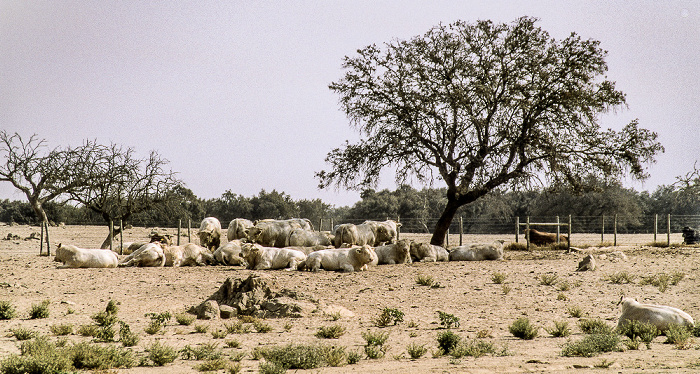 Alentejo