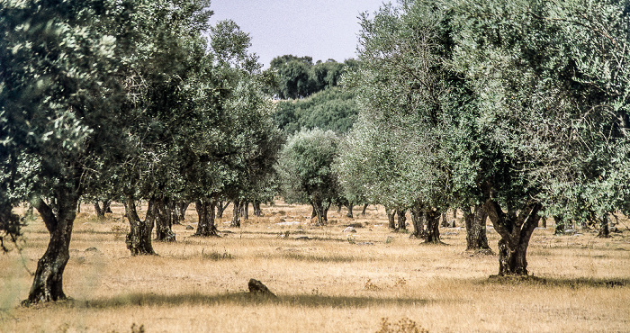 Korkeichen Alentejo