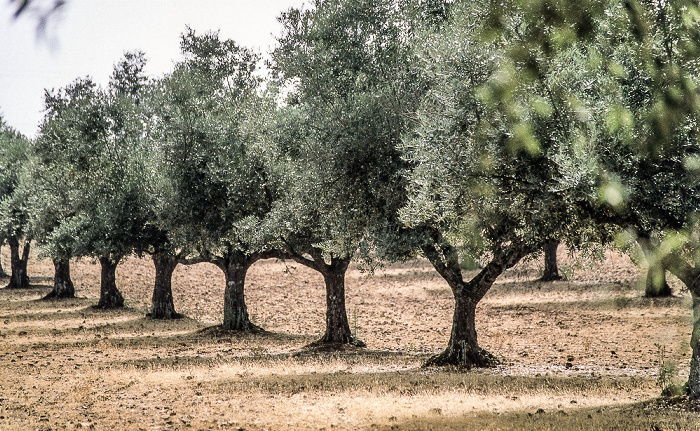 Alentejo