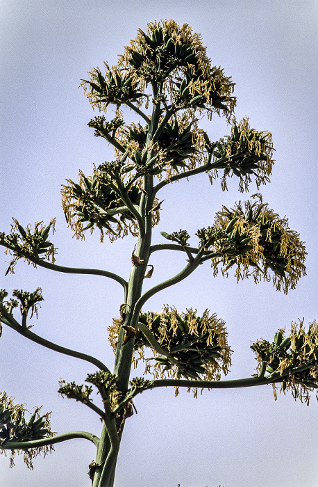 Alentejo