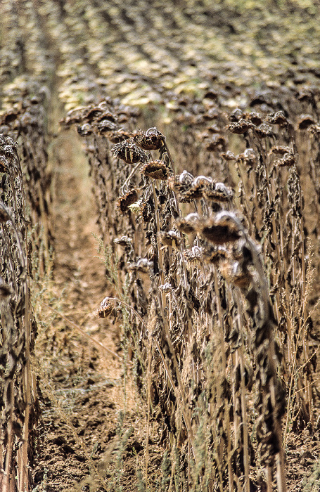 Alentejo Sonnenblumenfeld