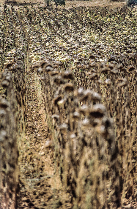 Sonnenblumenfeld Alentejo