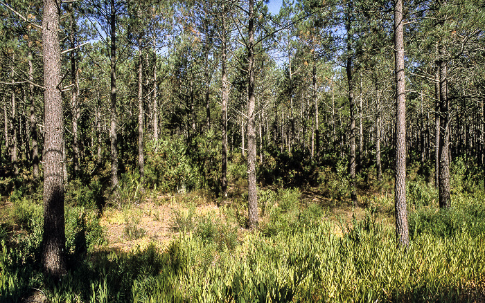 Wald São Pedro de Moel