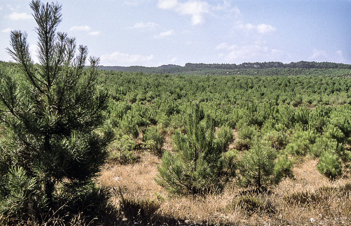 Wald São Pedro de Moel