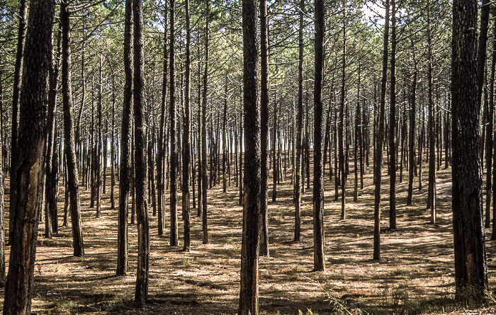Wald São Pedro de Moel
