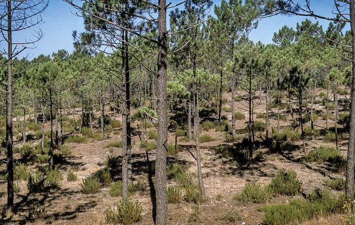 Wald São Pedro de Moel