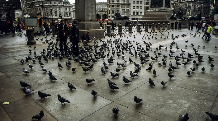 City of Westminster: Trafalgar Square - Tauben London 1998