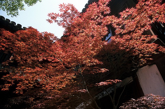 Yu-Garten (Yu-Yuan-Garten) Shanghai