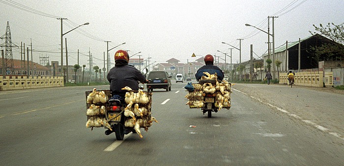 Shanghai Motorradfahrer als Gänse-Transporter