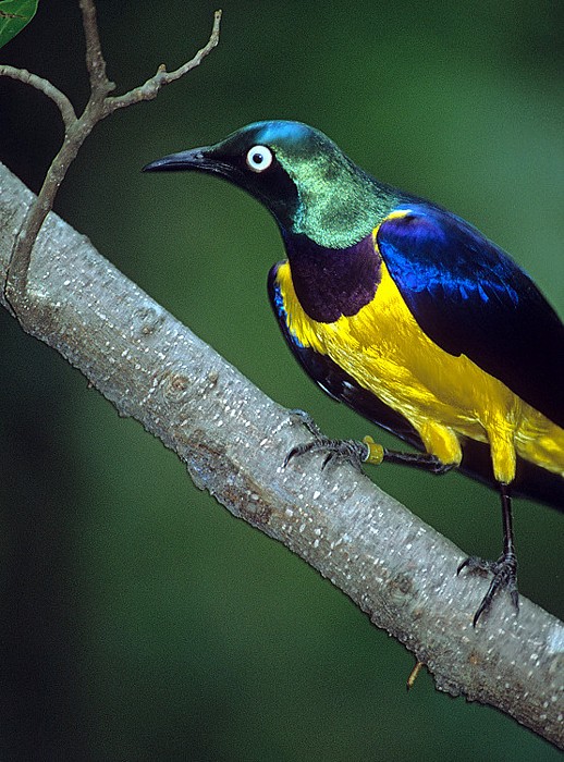 Ocean Park: Vogel Hongkong