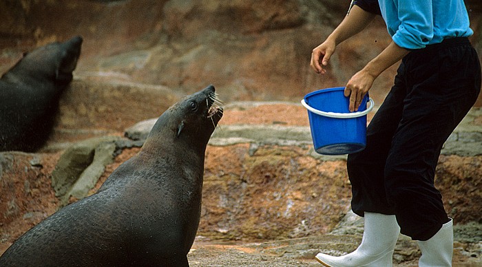 Hongkong Ocean Park: Robbenfütterung