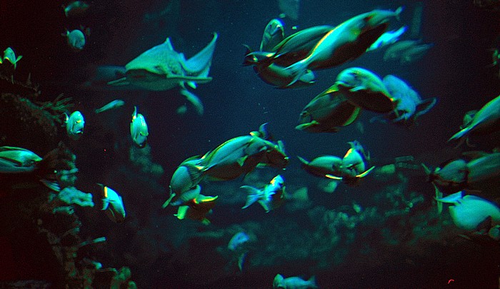 Hongkong Ocean Park: Aquarium