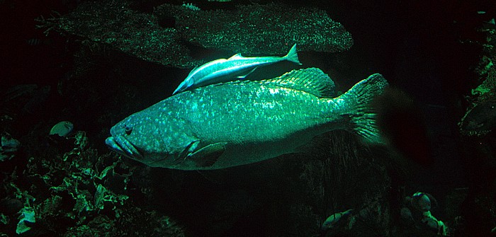 Ocean Park: Aquarium: Zackenbarsch mit Schiffshalter Hongkong