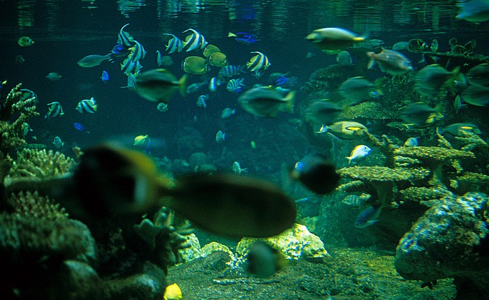 Ocean Park: Aquarium: Aquarium Hongkong