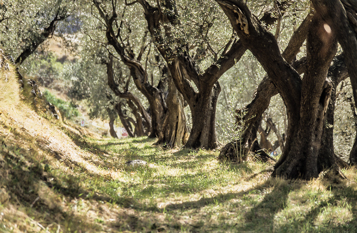 Olivenhain Provincia di Pisa